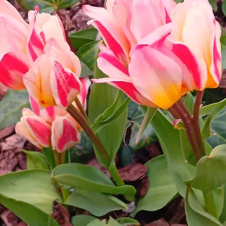 Zimmer-graz Γκρατς