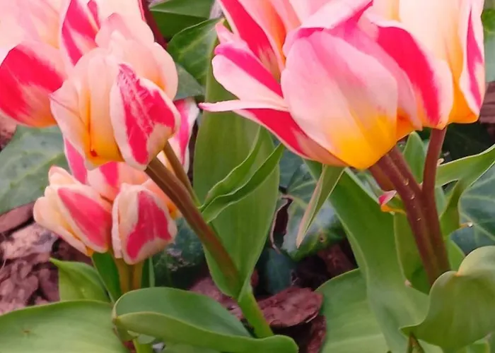 Zimmer-graz Γκρατς